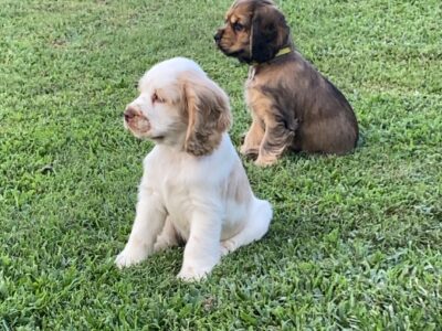 American Cocker Spaniel puppies