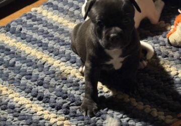 Puppies
