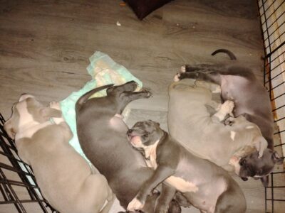 For sell full blooded pits for sale
