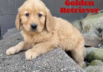 Freddie Male Golden Retriever
