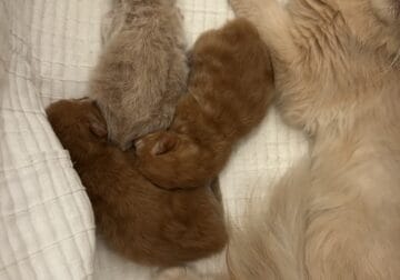 Orange and cream Persian kittens