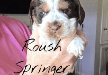 English Springer Spaniels