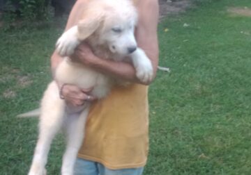 Great Pyrenees puppies