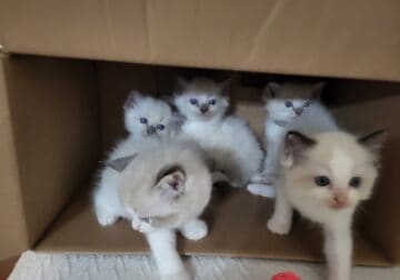 Ragdoll kittens- chocolate coloring