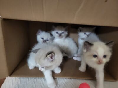 Ragdoll kittens- chocolate coloring
