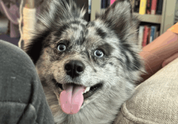 Pomsky 1 year old Female