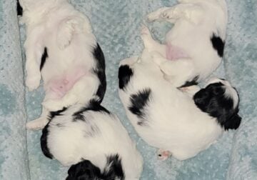 Shih-tzu Maltese puppies
