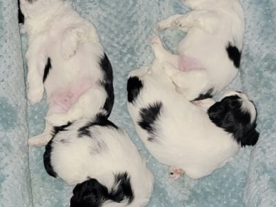 Shih-tzu Maltese puppies