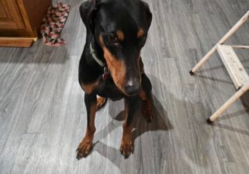 Doberman male dog