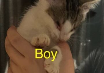 Kitten free to good home
