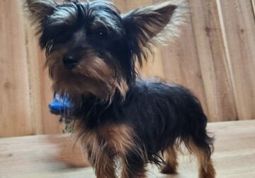 Yorkshire Terriers (Yorkies) puppies