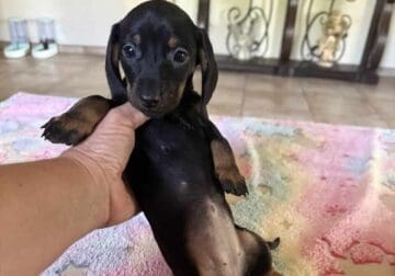 Mini dachshund females