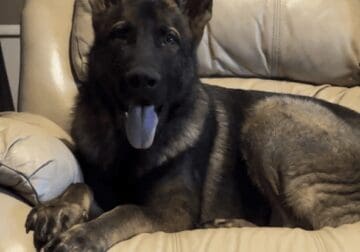 German shepard full blooded