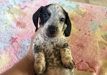 Mini dachshund male