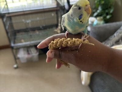 Rehoming budgies
