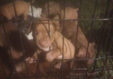 American pit bull terrier puppies for sale