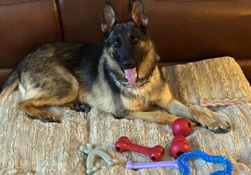 AKC 1 year old Sable German Shepherd