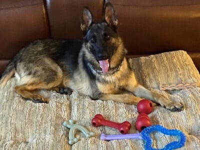 AKC 1 year old Sable German Shepherd