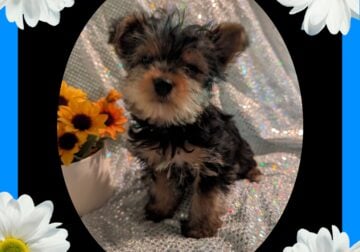 Yorkie pups