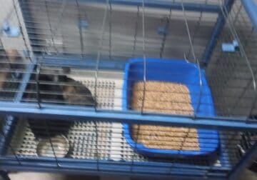 Rehoming rabbits