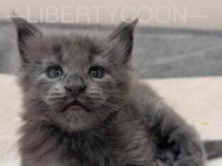 Blue Smoke Maine Coon Girl – Champion Lines – TICA