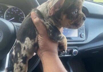 USBR Tri Merle Micro Bully Puppy