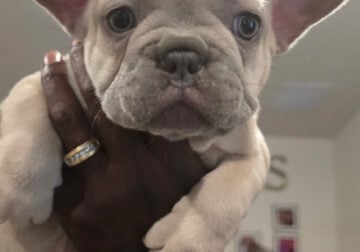 French bulldog