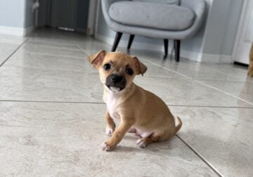 Male Chihuahua