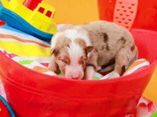 Red Merle Male #5