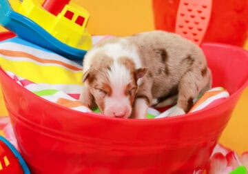 Red Merle Male #5