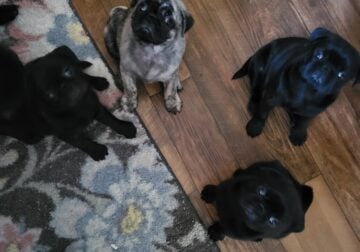 Pug puppies