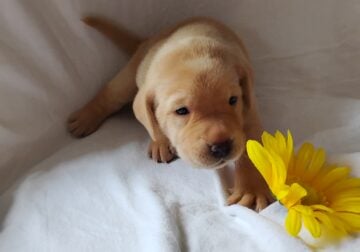 Elsie Fox Red Lab