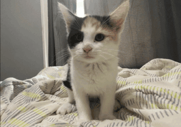 12 week old kittens