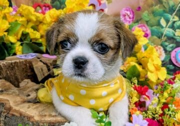 Chicago TOY Shih Tzu X. Great with KIDS!!!