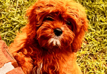 14-Week-Old Female & Male Cavapoo Puppy
