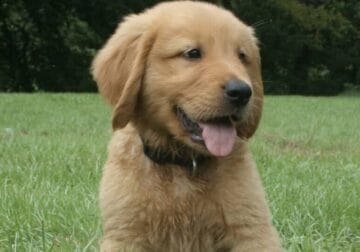 Axle – CKC Golden retriever