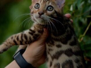 Bengal female