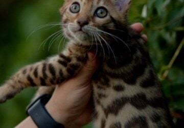Bengal female