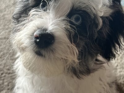 Blue Merle mix