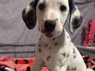 🖤 Dalmatian puppies 🤍