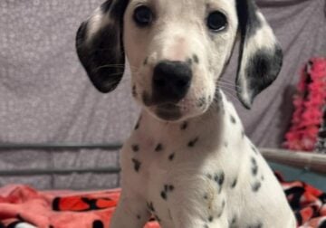 🖤 Dalmatian puppies 🤍