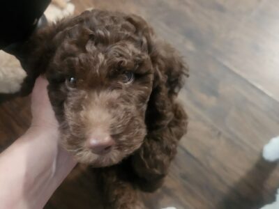 Standard Poodle Puppies Available Now