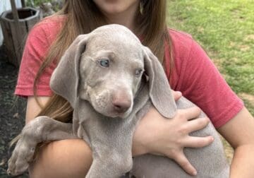 AKC Weimaraners