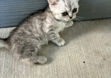 British shorthair kittens
