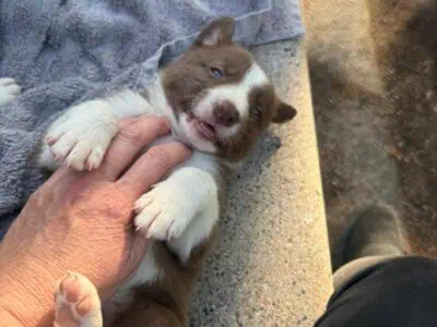 BORDER COLLIE PUPPIES -RED SMOOTH/SHORT HAIRED