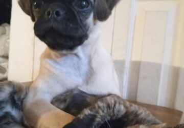 Pug puppy