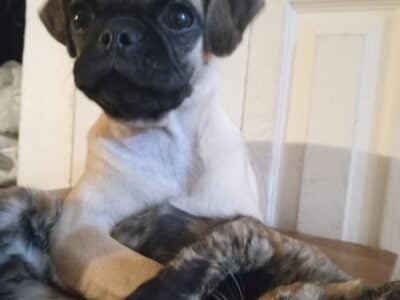Pug puppy