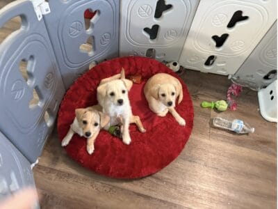 Mini Golden Doodle puppies