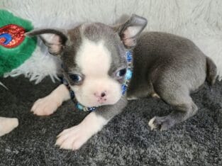 AKC BLUE BOSTONS TERRIER BOYS