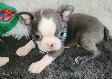 AKC BLUE BOSTONS TERRIER BOYS